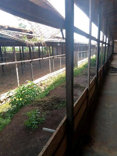 Yaoundé lieu dit Nyom grande opportunité a saisir propriétaire en difficulté liquide une ferme a 50 m du goudron sur une superficie de 2052 m2  BRAD IMMO